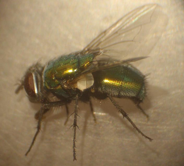 Miasi da mosca verde: Lucilia sericata F (Calliphoridae)